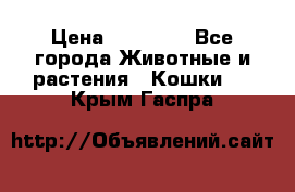 Zolton › Цена ­ 30 000 - Все города Животные и растения » Кошки   . Крым,Гаспра